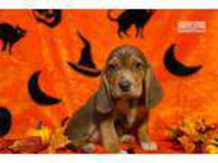 Beagle Puppy for sale in Morgantown, WV, USA
