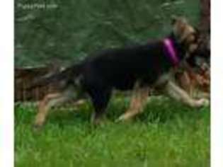 German Shepherd Dog Puppy for sale in Somerset, PA, USA