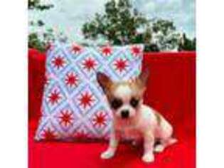 Chihuahua Puppy for sale in Land O Lakes, FL, USA