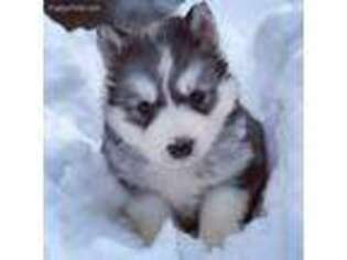 Siberian Husky Puppy for sale in White Lake, WI, USA