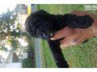 Labradoodle Puppy for sale in Lynchburg, VA, USA
