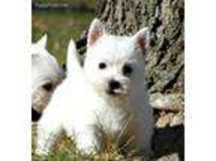 West Highland White Terrier Puppy for sale in Bowling Green, KY, USA
