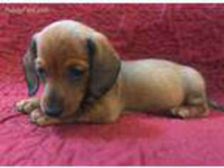Dachshund Puppy for sale in Granby, CT, USA