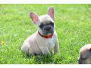 French Bulldog Puppy for sale in Grand Rapids, OH, USA