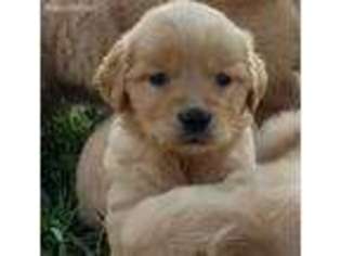 Golden Retriever Puppy for sale in Glenwood City, WI, USA