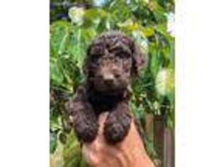 Labradoodle Puppy for sale in Donalds, SC, USA