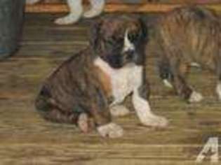 Mutt Puppy for sale in HARWOOD, TX, USA