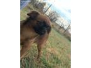 Brussels Griffon Puppy for sale in Fayette, MO, USA