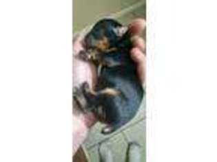 Yorkshire Terrier Puppy for sale in Powell, TN, USA