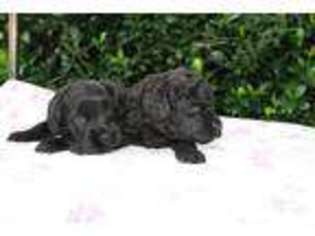 Labradoodle Puppy for sale in MORRISTON, FL, USA