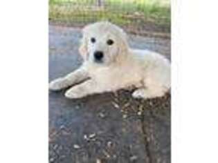 Mutt Puppy for sale in Alsea, OR, USA