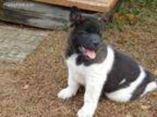 Akita Puppy for sale in Clarksville, AR, USA