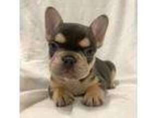 French Bulldog Puppy for sale in Fulton, MO, USA