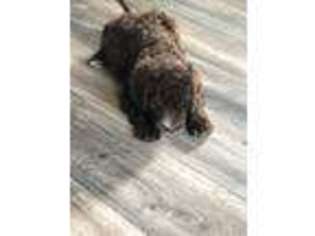 Mutt Puppy for sale in Seward, NE, USA