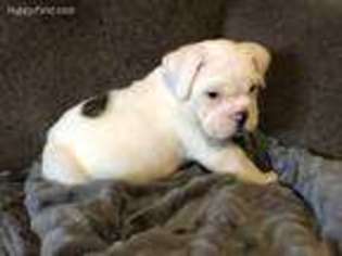 Bulldog Puppy for sale in Blacklick, OH, USA
