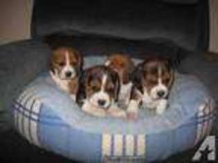 Beagle Puppy for sale in HUNTINGTON BEACH, CA, USA