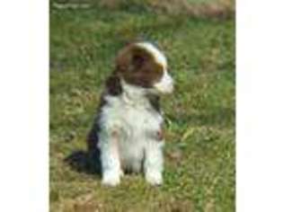 Miniature Australian Shepherd Puppy for sale in Montgomery City, MO, USA