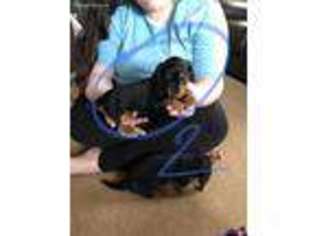 Dachshund Puppy for sale in Oxford, OH, USA