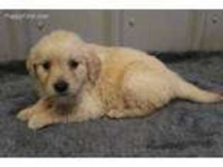 Golden Retriever Puppy for sale in Bradford, OH, USA