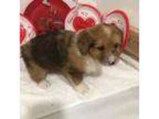 Pembroke Welsh Corgi Puppy for sale in Hermiston, OR, USA