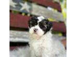 Mutt Puppy for sale in Nisswa, MN, USA
