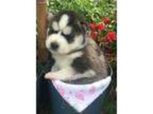 Siberian Husky Puppy for sale in Mcdonough, GA, USA