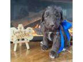 Australian Labradoodle Puppy for sale in Greenwood, AR, USA