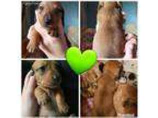 Dachshund Puppy for sale in Jackson Center, OH, USA