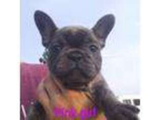 French Bulldog Puppy for sale in Chelan, WA, USA