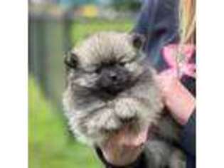 Pomeranian Puppy for sale in Bonners Ferry, ID, USA