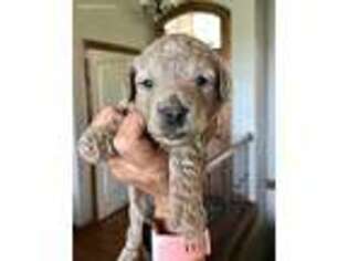 Goldendoodle Puppy for sale in Valley Center, KS, USA