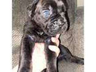 Cane Corso Puppy for sale in Temecula, CA, USA