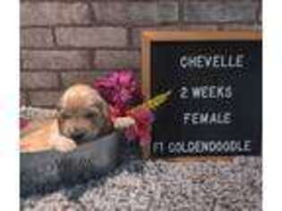 Goldendoodle Puppy for sale in Saint Cloud, FL, USA