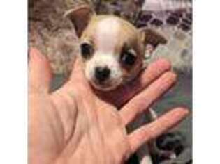 Chihuahua Puppy for sale in Townville, SC, USA