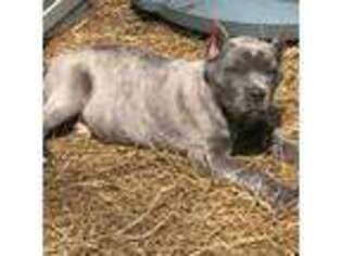 Cane Corso Puppy for sale in Thomaston, GA, USA