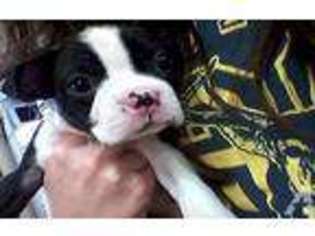 Boston Terrier Puppy for sale in WOODBURN, OR, USA