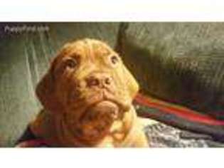 Medium Photo #1 American Bull Dogue De Bordeaux Puppy For Sale in Spokane, WA, USA
