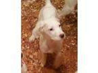 English Setter Puppy for sale in Harrisburg, PA, USA