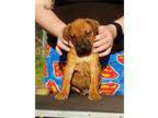 Rhodesian Ridgeback Puppy for sale in Cleburne, TX, USA