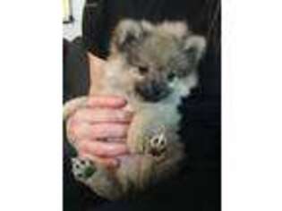 Pomeranian Puppy for sale in Danville, PA, USA