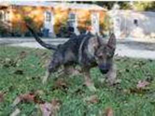 German Shepherd Dog Puppy for sale in Ruskin, FL, USA