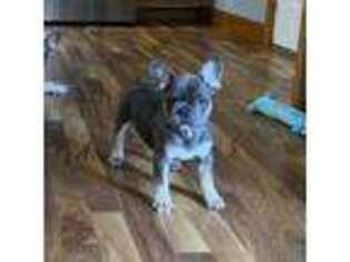 French Bulldog Puppy for sale in Mineral City, OH, USA