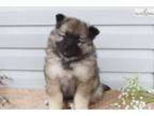Keeshond Puppy for sale in Lancaster, PA, USA