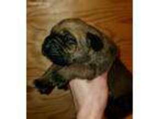 Cane Corso Puppy for sale in Graham, WA, USA