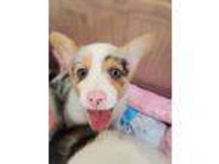Pembroke Welsh Corgi Puppy for sale in Fort Worth, TX, USA