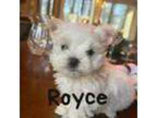 Maltese Puppy for sale in Middletown, NY, USA