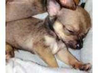 Chihuahua Puppy for sale in Boise, ID, USA