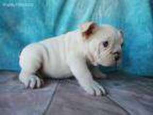 French Bulldog Puppy for sale in Grants Pass, OR, USA