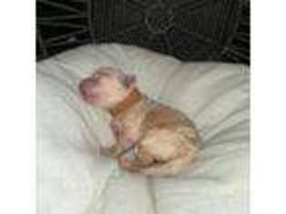 Mutt Puppy for sale in Twentynine Palms, CA, USA