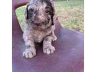 Mutt Puppy for sale in Lindsay, CA, USA